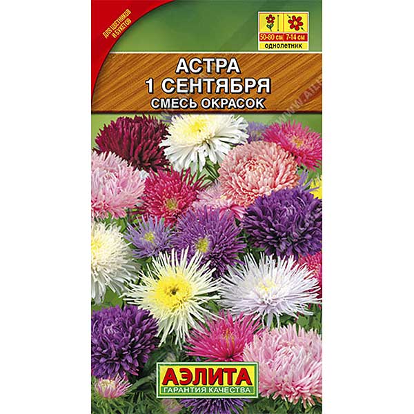 Астра 1-ое сентября, смесь Аэлита Ц