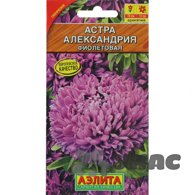 Астра Александрия фиолетовая Аэлита Ц