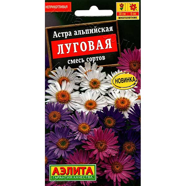 Астра альпийская Луговая Аэлита Ц