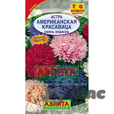 Астра Американская красавица Аэлита Ц