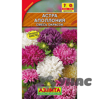 Астра Аполлония смесь Аэлита Ц
