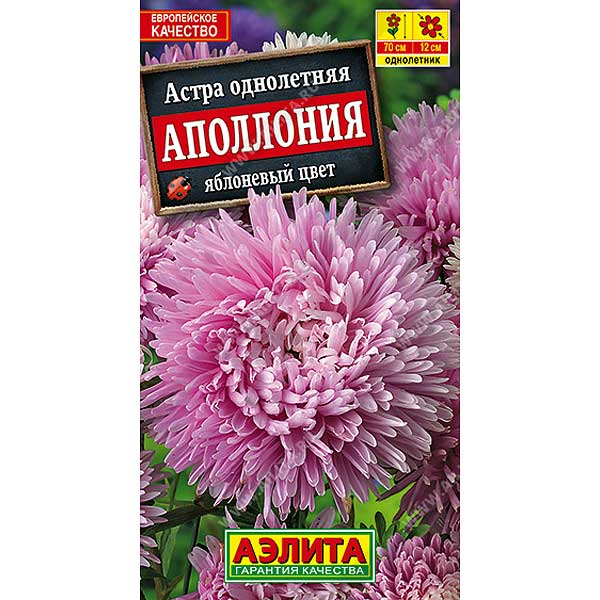 Астра Аполлония Яблоневый цвет Аэлита Ц