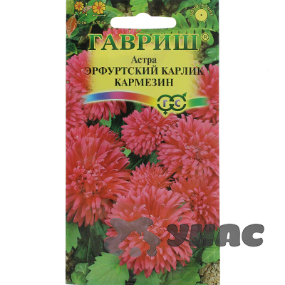 Астра Эрф карлик Кармезин крас. Гавриш Ц