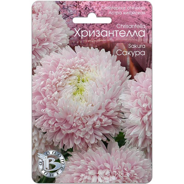 Астра Хризантелла Сакура Биотехника Ц