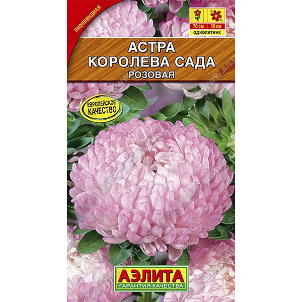 Астра Королева Сада розовая Аэлита Ц