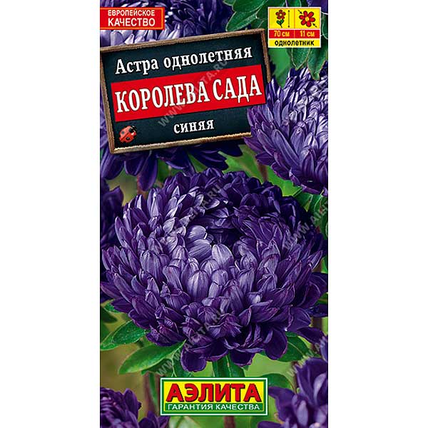 Астра Королева Сада синяя Аэлита Ц