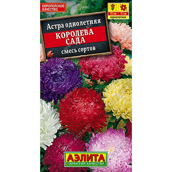 Астра Королева сада смесь Аэлита Ц