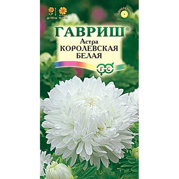 Астра Королевская белая Гавриш Ц
