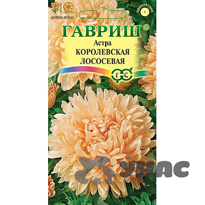 Астра Королевская лососевая Гавриш Ц