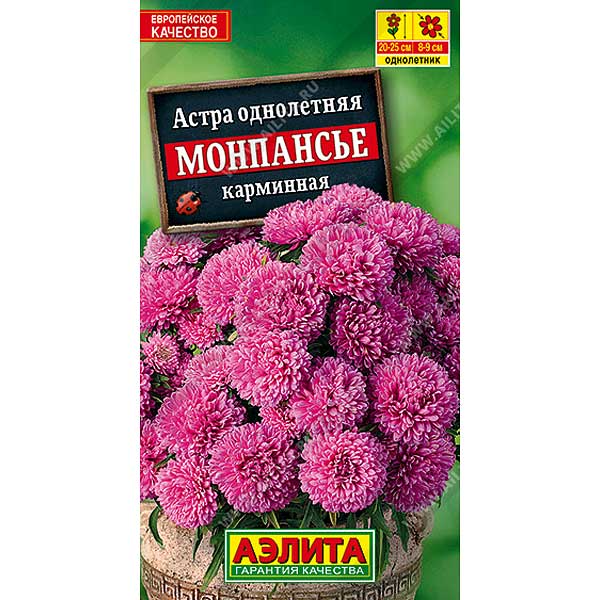 Астра Монпансье карминная Аэлита Ц