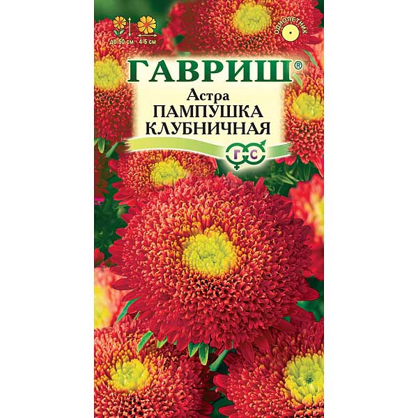 Астра Пампушка клубничная Гавриш Ц