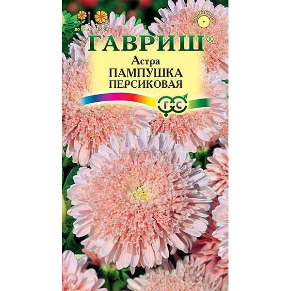 Астра Пампушка персиковая Гавриш Ц