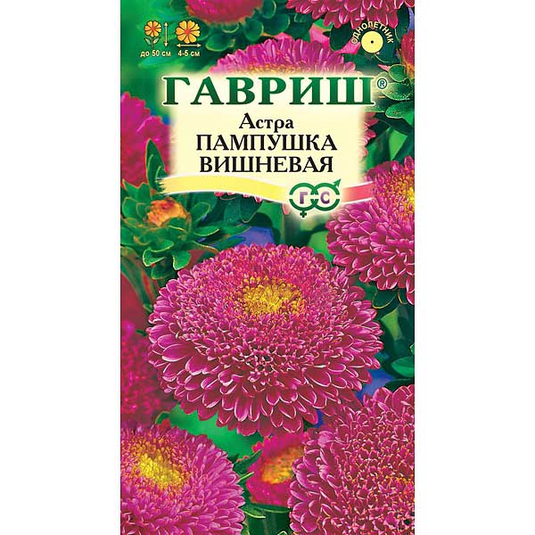 Астра Пампушка Вишневая Гавриш Ц