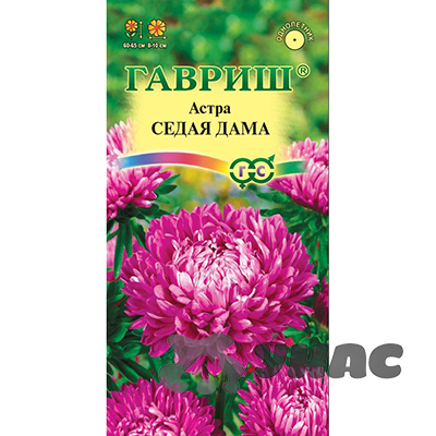 Астра Седая дама Гавриш Ц