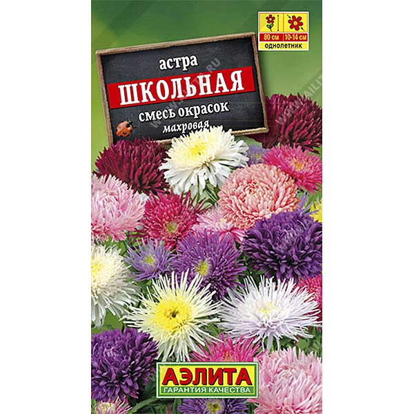 Астра Школьная смесь Аэлита Ц