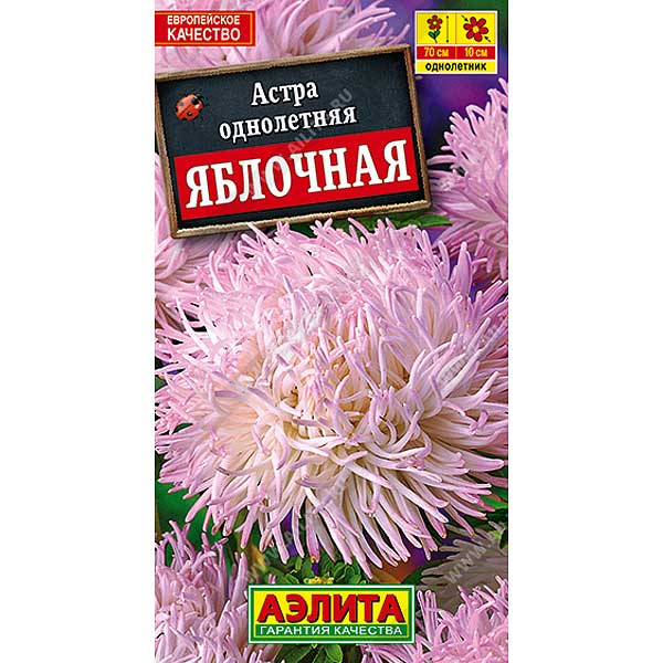 Астра Яблочная Аэлита Ц