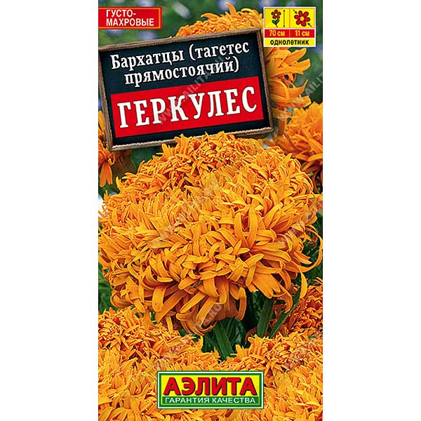 Бархатцы Геркулес Аэлита Ц