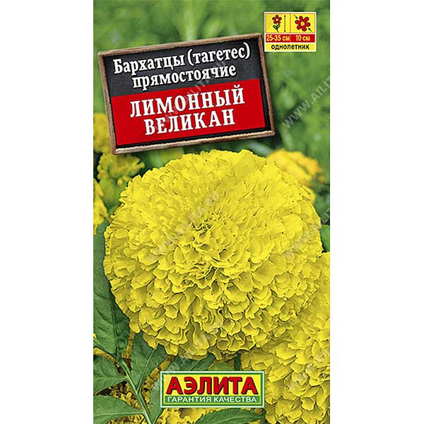 Бархатцы Лимонный Великан Аэлита Ц