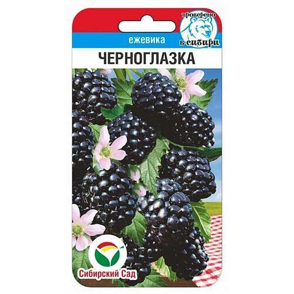 Ежевика Черноглазка СибСад Ц