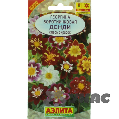 Георгин Денди Аэлита Ц
