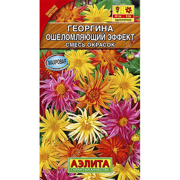 Георгин Ошеломляющий эффект смесь Аэлита Ц