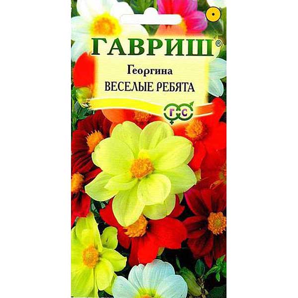 Георгин Веселые Ребята Гавриш Ц