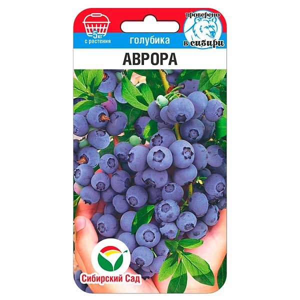 Голубика Аврора СибСад Ц
