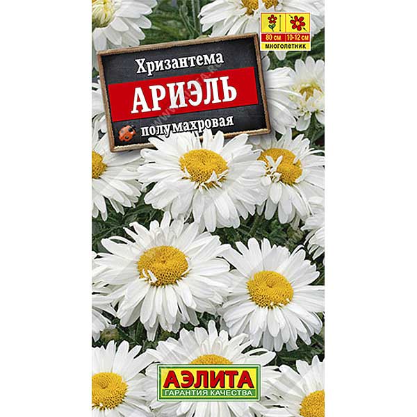 Хризантема Ариэль Аэлита Ц