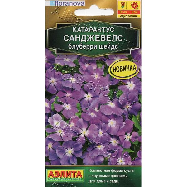 Катарантус Санджевелс блуберри шейдс Аэлита Ц