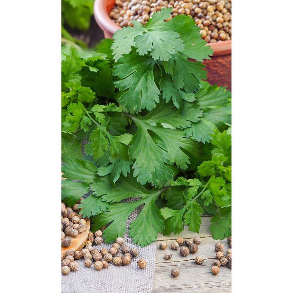 Кориандр Тарзан 1гр Greenomica/Садовита Ц