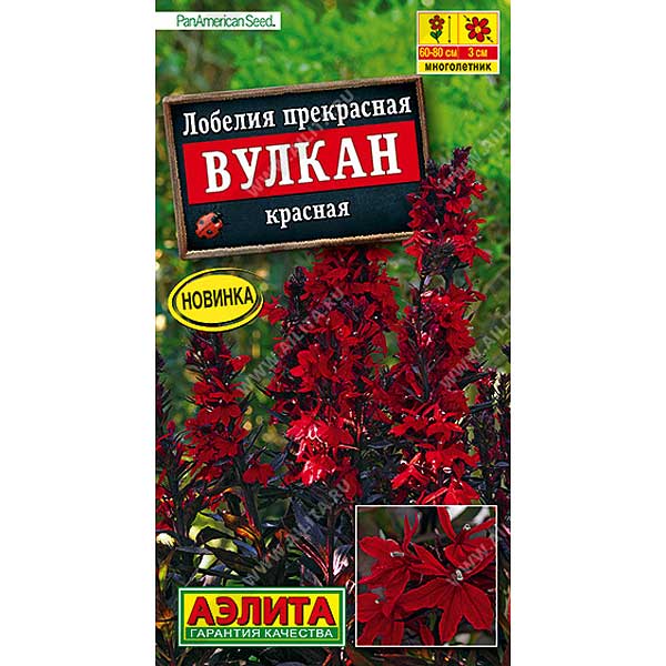 Лобелия Вулкан красная Аэлита Ц