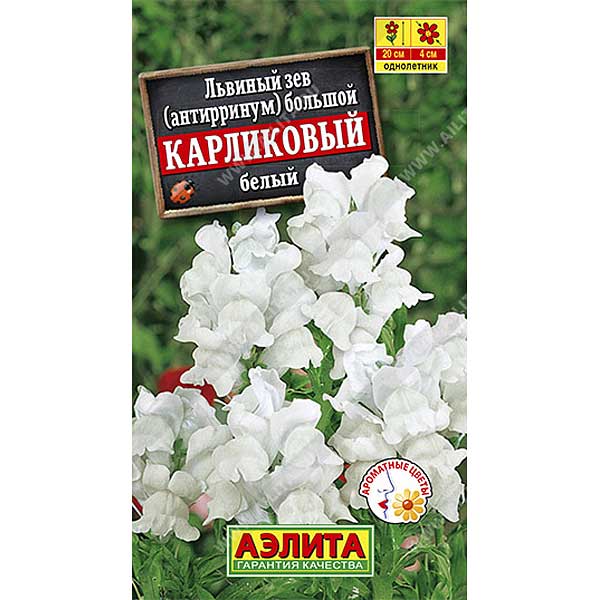 Львиный зев карликовый белый Аэлита Ц