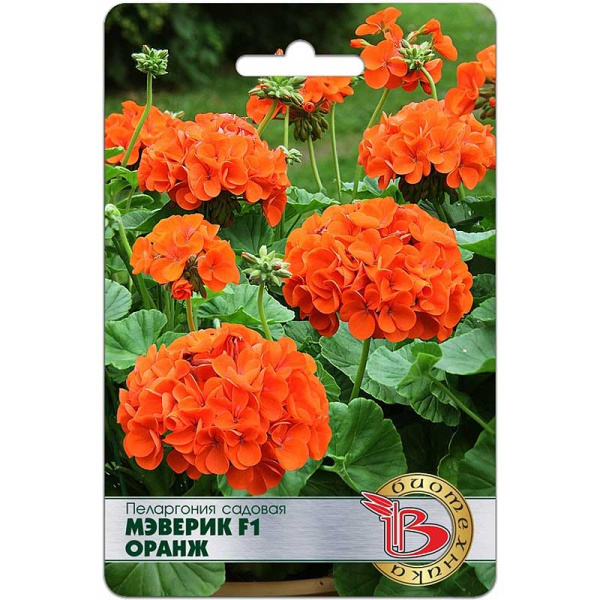 Пеларгония Мэверик Оранж Биотехника Ц