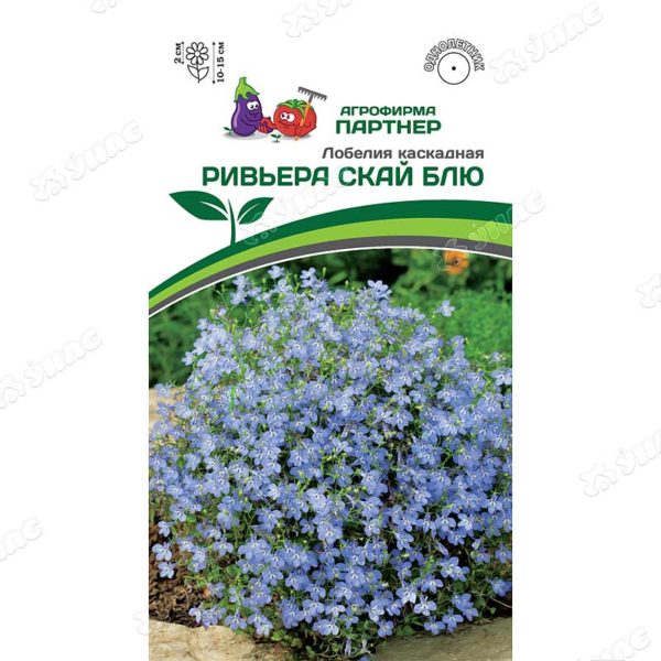 Лобелия Ривьера Скай Блю каскадная Партнер Ц