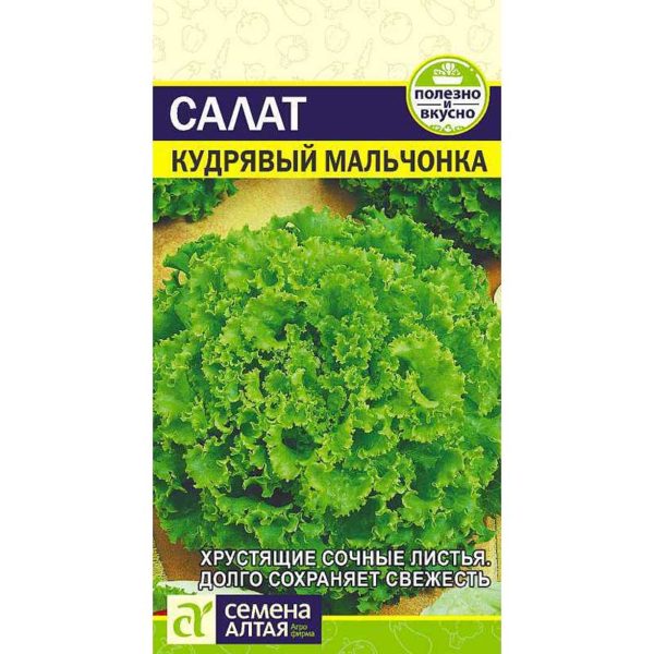 Салат Кудрявый Мальчонка СемАлт Ц