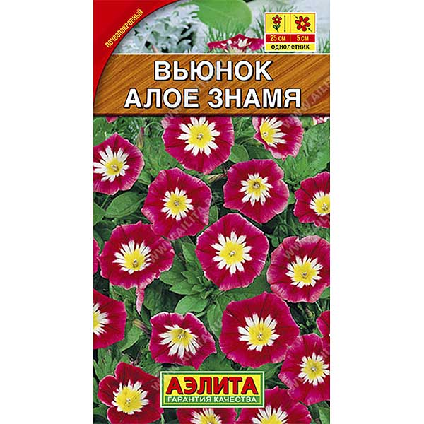 Вьюнок Алое знамя Аэлита Ц