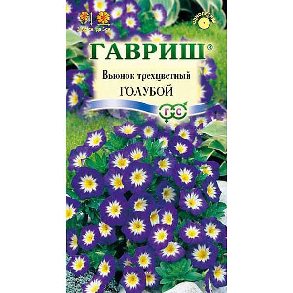 Вьюнок Трехцветный голубой Гавриш Ц